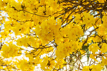 Beautiful blooming Yellow Golden Tabebuia Chrysotricha flowers of the Yellow Trumpet that are blooming with the park in spring day in the garden and sunset sky background in Thailand.