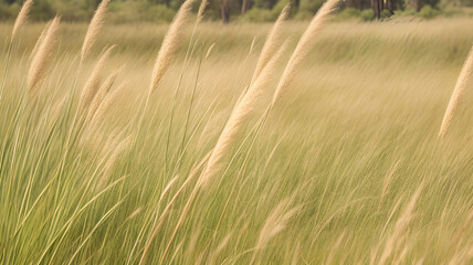 Ethereal Dance: Graceful Blades of Grass Swaying in Nature's Symphony