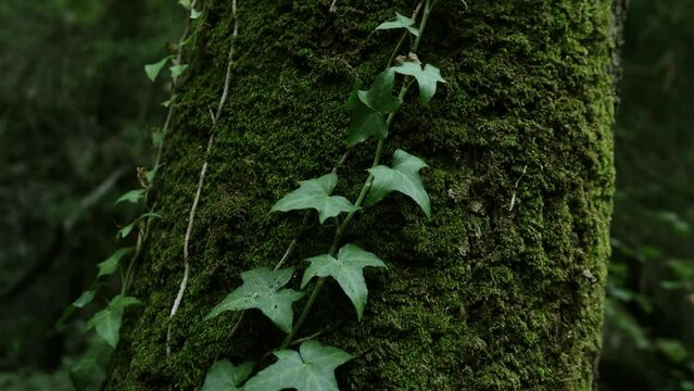 Close-up view of a tree body covered with moss and ivy in a dense forest