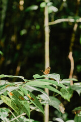 Butterfly in the amazon jungle in the  South American country of French Guiana.