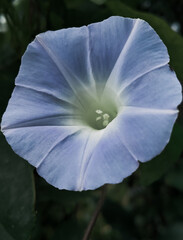 flower in the garden