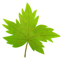green maple leaf