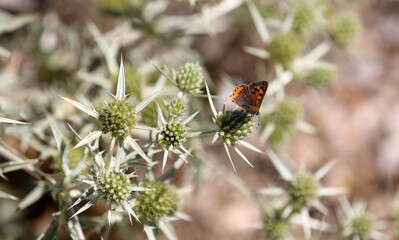 Butterfly sits on a plant