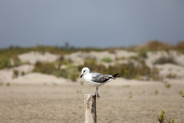 Seagull sits on a wooden post on the beach