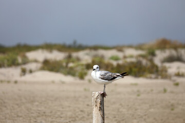 Seagull sits on a wooden post on the beach