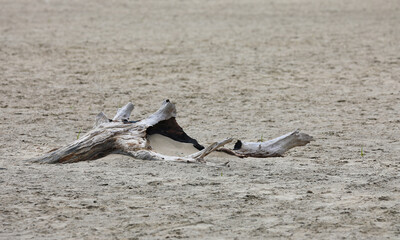 Wooden flotsam and jetsam on a seaside beach