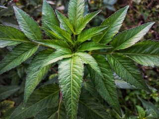 beautiful green leaves of ornamental plant in garden. Close-up of green leaves. Background of green leaves of plants.