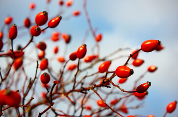 Beautiful red rose hips on a branch against blue sky. Fruits of Rosa canina (dog rose) on the bush. Autumn nature and autumn fruits concept. Natural source of vitamin C concept. Selective focus.