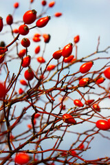 Beautiful red rose hips on a branch against blue sky. Fruits of Rosa canina (dog rose) on the bush. Autumn nature and autumn fruits concept. Natural source of vitamin C concept. Selective focus.