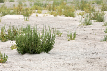 Plants on a seaside beach