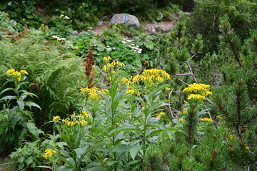 Mountain flora in summer time