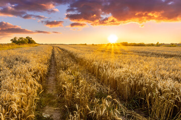Obraz premium scenic evening in golden wheat field with rustic road, amazing cloudy sunset. rural agriculture landscape of nature view