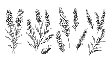 Lavender collection sketch hand drawn in comic style.Vector Garden flowers