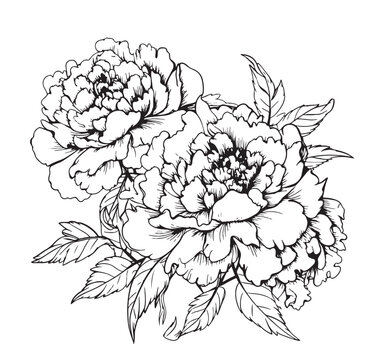 Pionies sketch hand drawn in comic style.Vector Garden flowers