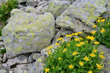 Mountain flowers in summer time