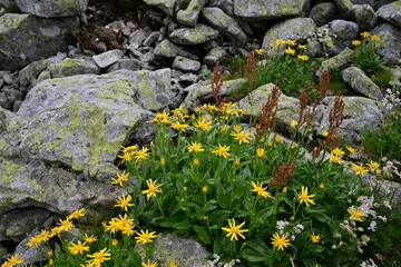 Mountain flowers in summer time