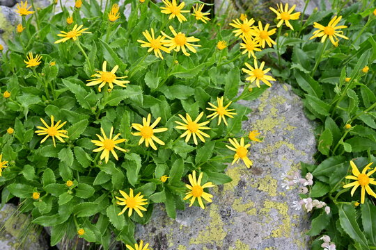 Scenic Alpine Meadow with Vibrant Yellow Flowers and Rocky Terrain