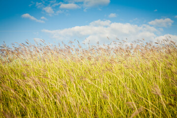 Wild feather grass on a sunlight in field.