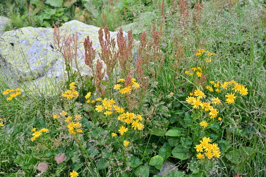 Golden Alpine Wildflowers Under Bright Summer Sun