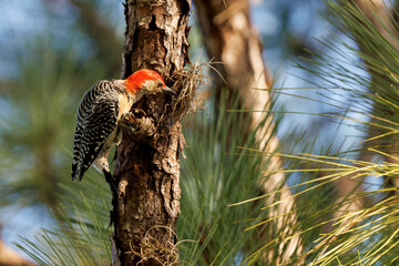 A red-bellied woodpecker (Melanerpes carolinus) in southwest Florida