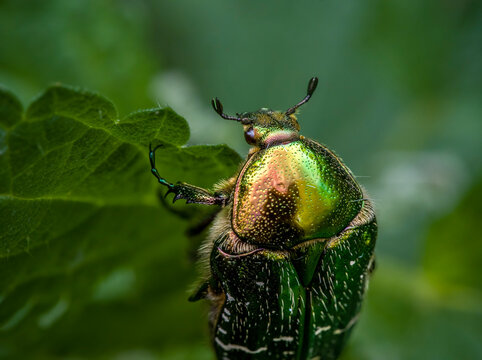 Rosenkäfer auf Blatt vor grünem Hintergrund Rosenkäfer (Cetoniinae) sind eine Unterfamilie der Blatthornkäfer (Scarabaeidae)