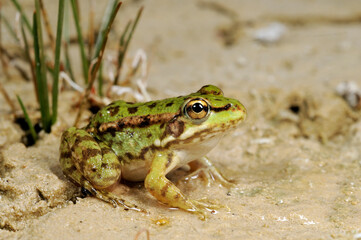 Cretan frog // Kreta-Wasserfrosch (Pelophylax cretensis) - Crete, Greece