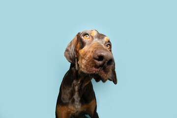 Close-up doberman pinscher puppy dog tilting head side. Isolated on blue pastel background