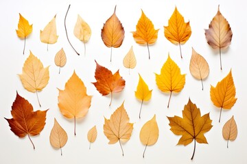 Fototapeta premium Autumn Pumpkins Background