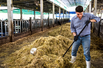 Handsome cow farmer preparing hay for feeding cows  in dairy farm