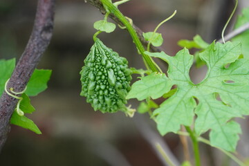 A green balsam apple is hanging on its plant.
