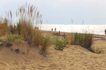 dune sand grass on the beach