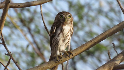 CABURÉ, glaucidium brasilianum, CORUJINHA, CORUJA PEQUENA, CORUJA,