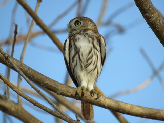 CABURÉ, glaucidium brasilianum, CORUJINHA, CORUJA PEQUENA, CORUJA,