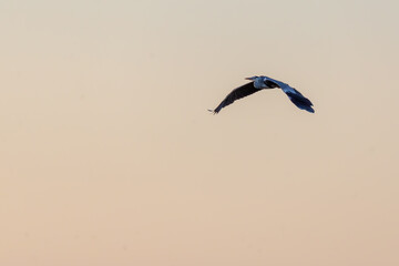 Fliegender, von der untergehenden Sonne angestrahlter Graureiher.