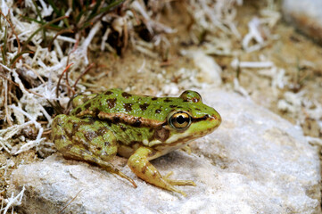 Cretan frog // Kreta-Wasserfrosch (Pelophylax cretensis) - Crete, Greece