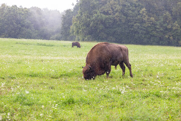bisons in the rain
