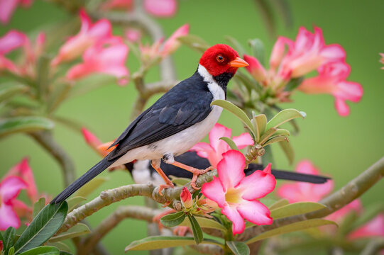 Yellow-billed Cardinal (Paroaria capitata) perched on deser rose (Adenium obseum)