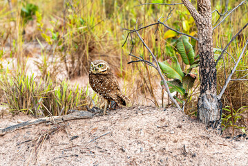 Burrowing owl standing on soil in a brazilian rural area