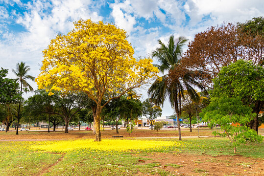 Ipe tree in bloom in a brazilian city square