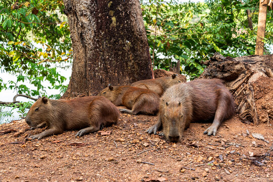 Capybaras family in a urban park in Brazil