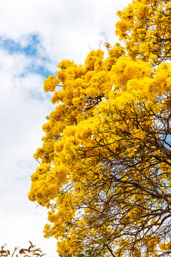 Branches of Ipe tree in bloom in Brazil