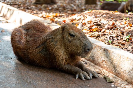 Capybara in an urban park in Brazil