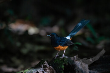  white-rumped shama hunting for insects, thailand