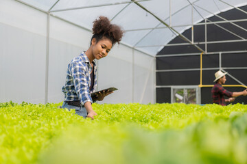 Young African American farmer worker inspects organic hydroponic plants with care and smiles happily: Organic hydroponic growing business, green plants in greenhouse farming farm mirror