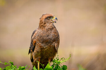 Savanna Hawk (Heterospizias meridionalis)