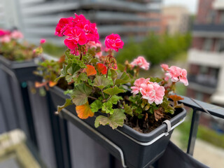 Blooming pink Geranium flowers in decorative flower pot  hanging on a balcony fence in autumn...