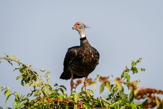 Southern Screamer (Chauna torquata)
