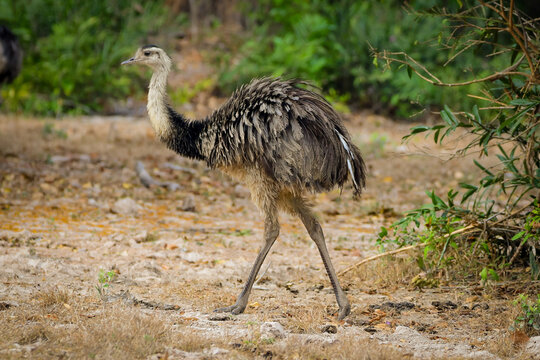 Greater Rhea (Rhea americana)