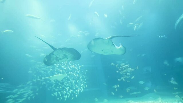 海の中のエイとジンベイザメと小魚