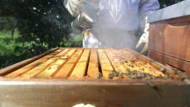 Beekeeper removing honeycomb from beehive with a smoker, farmer wearing bee suit working with honeycomb in apiary, beekeeping concept